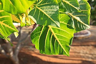 网传育碧《刺客信条：幻景》将推迟发行